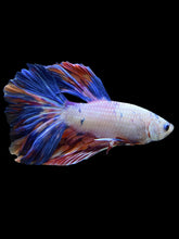 Load image into Gallery viewer, Male Rosetail - Galaxy #563 - Live Betta Fish
