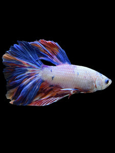 Male Rosetail - Galaxy #563 - Live Betta Fish