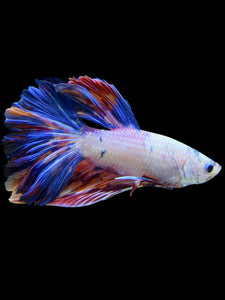 Male Rosetail - Galaxy #563 - Live Betta Fish