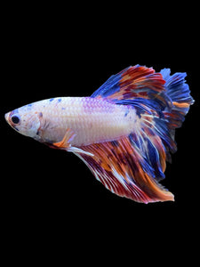 Male Rosetail - Galaxy #563 - Live Betta Fish