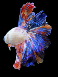 Male Rosetail - Galaxy #563 - Live Betta Fish