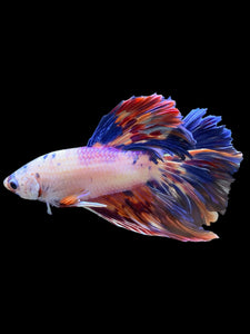 Male Rosetail - Galaxy #563 - Live Betta Fish