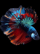 Load image into Gallery viewer, Male Halfmoon - Blue Avatar #565 - Live Betta Fish
