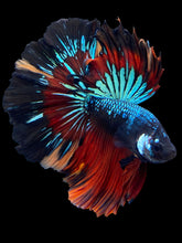Load image into Gallery viewer, Male Halfmoon - Blue Avatar #565 - Live Betta Fish
