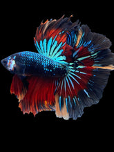 Load image into Gallery viewer, Male Halfmoon - Blue Avatar #565 - Live Betta Fish
