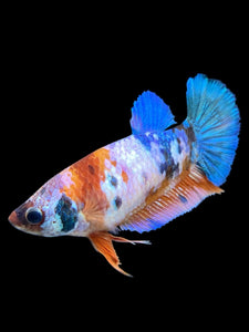 Female Halfmoon Plakat - Galaxy #566 - Live Betta Fish