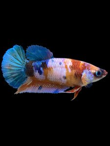 Female Halfmoon Plakat - Galaxy #566 - Live Betta Fish