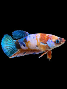 Female Halfmoon Plakat - Galaxy #566 - Live Betta Fish