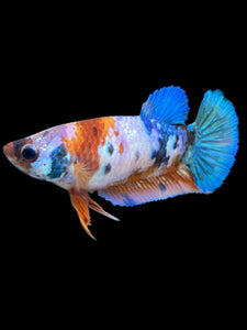 Female Halfmoon Plakat - Galaxy #566 - Live Betta Fish