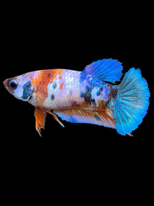 Female Halfmoon Plakat - Galaxy #566 - Live Betta Fish