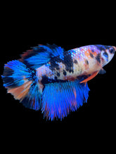 Load image into Gallery viewer, TOP GRADE Female Halfmoon - Galaxy #567 - Live Betta Fish
