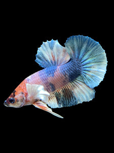 Male Halfmoon Plakat - Candy Dumbo #567 - Live Betta Fish