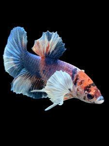 Male Halfmoon Plakat - Candy Dumbo #567 - Live Betta Fish