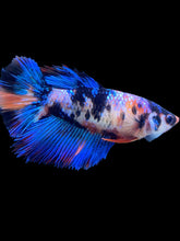 Load image into Gallery viewer, TOP GRADE Female Halfmoon - Galaxy #567 - Live Betta Fish
