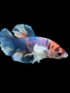 Male Halfmoon Plakat - Candy Dumbo #567 - Live Betta Fish