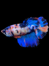 Load image into Gallery viewer, TOP GRADE Female Halfmoon - Galaxy #567 - Live Betta Fish
