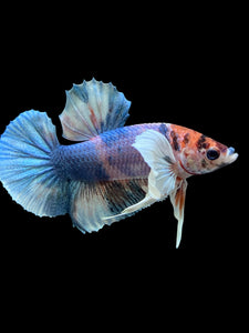 Male Halfmoon Plakat - Candy Dumbo #567 - Live Betta Fish