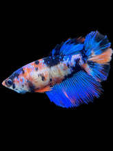 Load image into Gallery viewer, TOP GRADE Female Halfmoon - Galaxy #567 - Live Betta Fish
