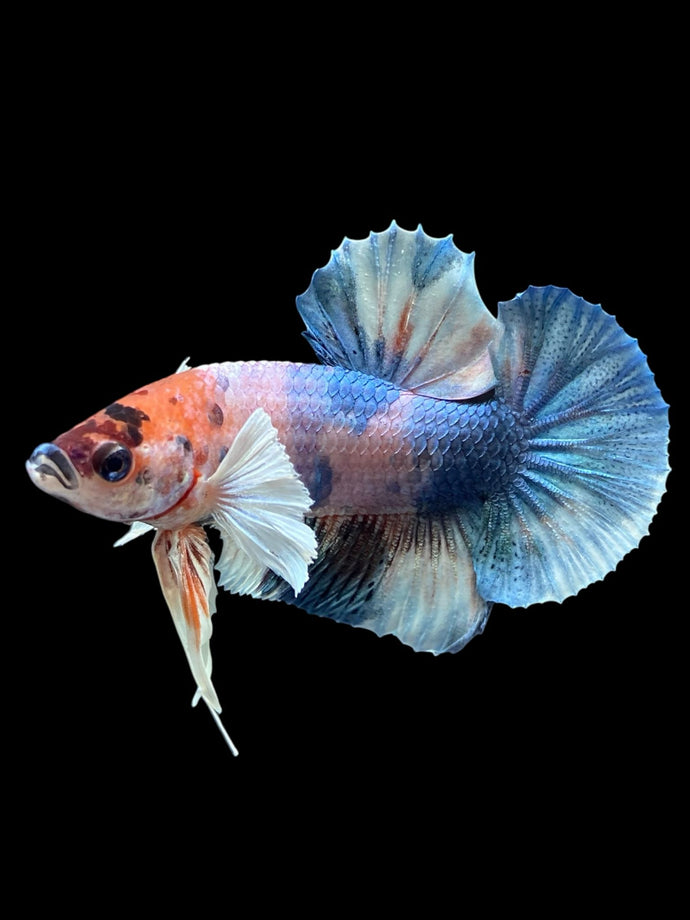 Male Halfmoon Plakat - Candy Dumbo #567 - Live Betta Fish