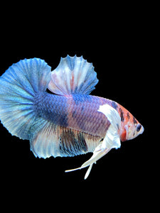 Male Halfmoon Plakat - Candy Dumbo #567 - Live Betta Fish