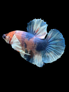 Male Halfmoon Plakat - Candy Dumbo #567 - Live Betta Fish