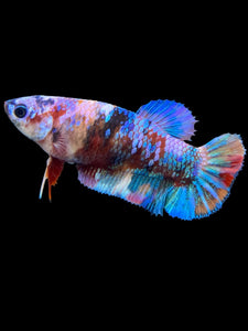 Female Halfmoon Plakat - Multicolor #568 - Live Betta Fish