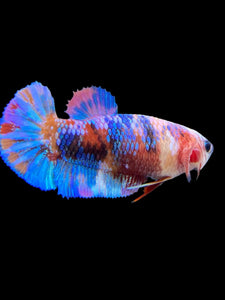 Female Halfmoon Plakat - Multicolor #568 - Live Betta Fish