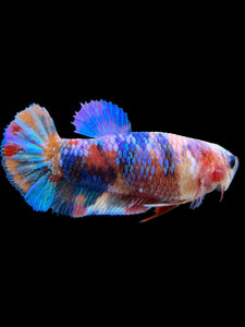 Female Halfmoon Plakat - Multicolor #568 - Live Betta Fish