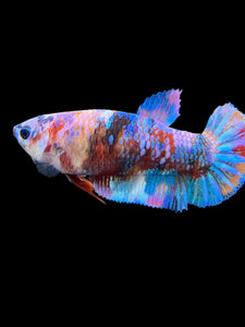 Female Halfmoon Plakat - Multicolor #568 - Live Betta Fish