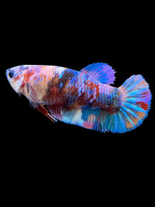 Female Halfmoon Plakat - Multicolor #568 - Live Betta Fish