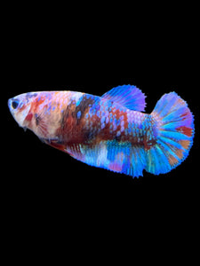 Female Halfmoon Plakat - Multicolor #568 - Live Betta Fish