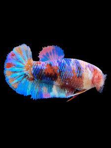 Female Halfmoon Plakat - Multicolor #568 - Live Betta Fish