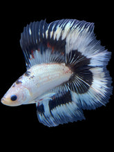 Load image into Gallery viewer, Male Fullmoon - Snow Copper #571 - Live Betta Fish
