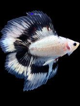 Load image into Gallery viewer, Male Fullmoon - Snow Copper #571 - Live Betta Fish
