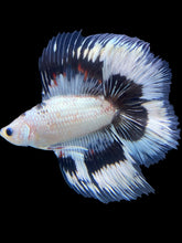 Load image into Gallery viewer, Male Fullmoon - Snow Copper #571 - Live Betta Fish
