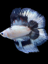 Load image into Gallery viewer, Male Fullmoon - Snow Copper #571 - Live Betta Fish
