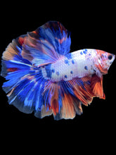 Load image into Gallery viewer, Male Halfmoon - Candy #572 - Live Betta Fish
