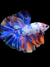 Load image into Gallery viewer, Male Halfmoon - Candy #572 - Live Betta Fish
