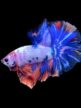 Load image into Gallery viewer, Male Halfmoon - Candy #572 - Live Betta Fish
