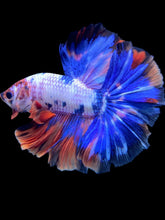 Load image into Gallery viewer, Male Halfmoon - Candy #572 - Live Betta Fish
