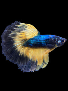 Male Halfmoon - Fancy Dragon #573 - Live Betta Fish