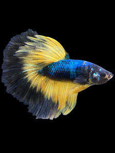 Male Halfmoon - Fancy Dragon #573 - Live Betta Fish