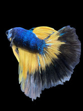 Load image into Gallery viewer, Male Halfmoon - Fancy Dragon #573 - Live Betta Fish
