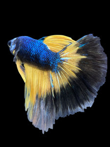 Male Halfmoon - Fancy Dragon #573 - Live Betta Fish