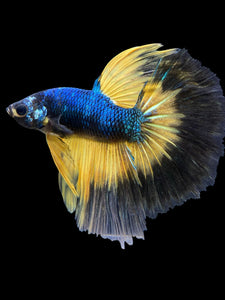 Male Halfmoon - Fancy Dragon #573 - Live Betta Fish