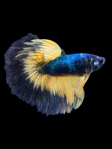 Male Halfmoon - Fancy Dragon #573 - Live Betta Fish