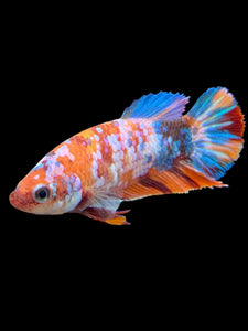 Female Halfmoon Plakat - Galaxy #574 - Live Betta Fish