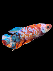 Female Halfmoon Plakat - Galaxy #574 - Live Betta Fish