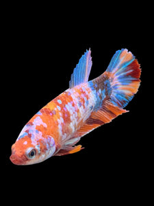 Female Halfmoon Plakat - Galaxy #574 - Live Betta Fish