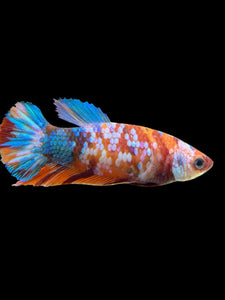 Female Halfmoon Plakat - Galaxy #574 - Live Betta Fish